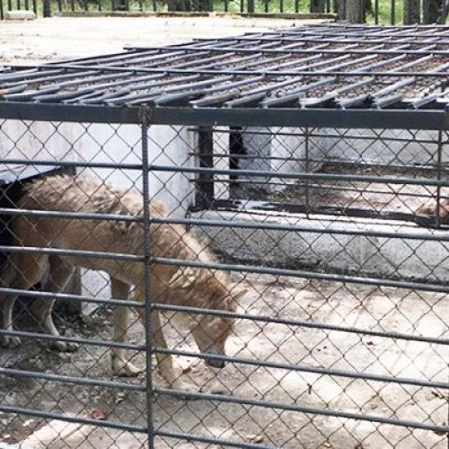 Restorandan götürülən heyvanlar Altıağac Milli Parkına təhvil verildi