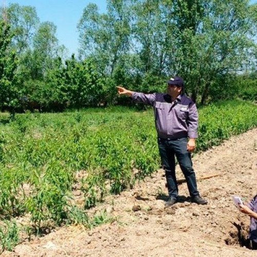 Yararlı torpaqlara görə sığorta haqqı azaldılır - 5 hektara 20 manat