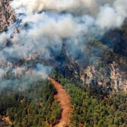 Muğlada yenidən meşə yanğınları başladı